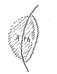 AltName