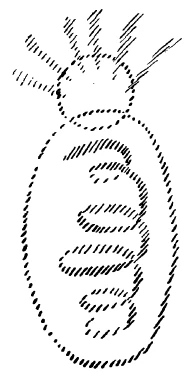 AltName