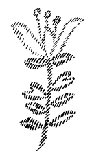 AltName