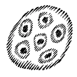 AltName