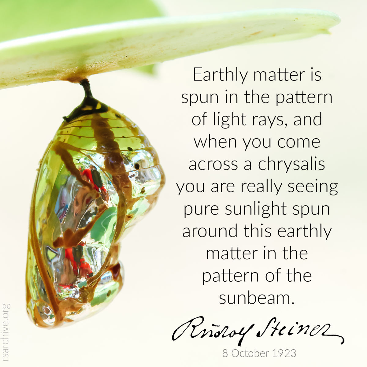 Butterflies